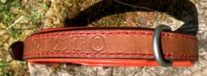 collier de chien 1